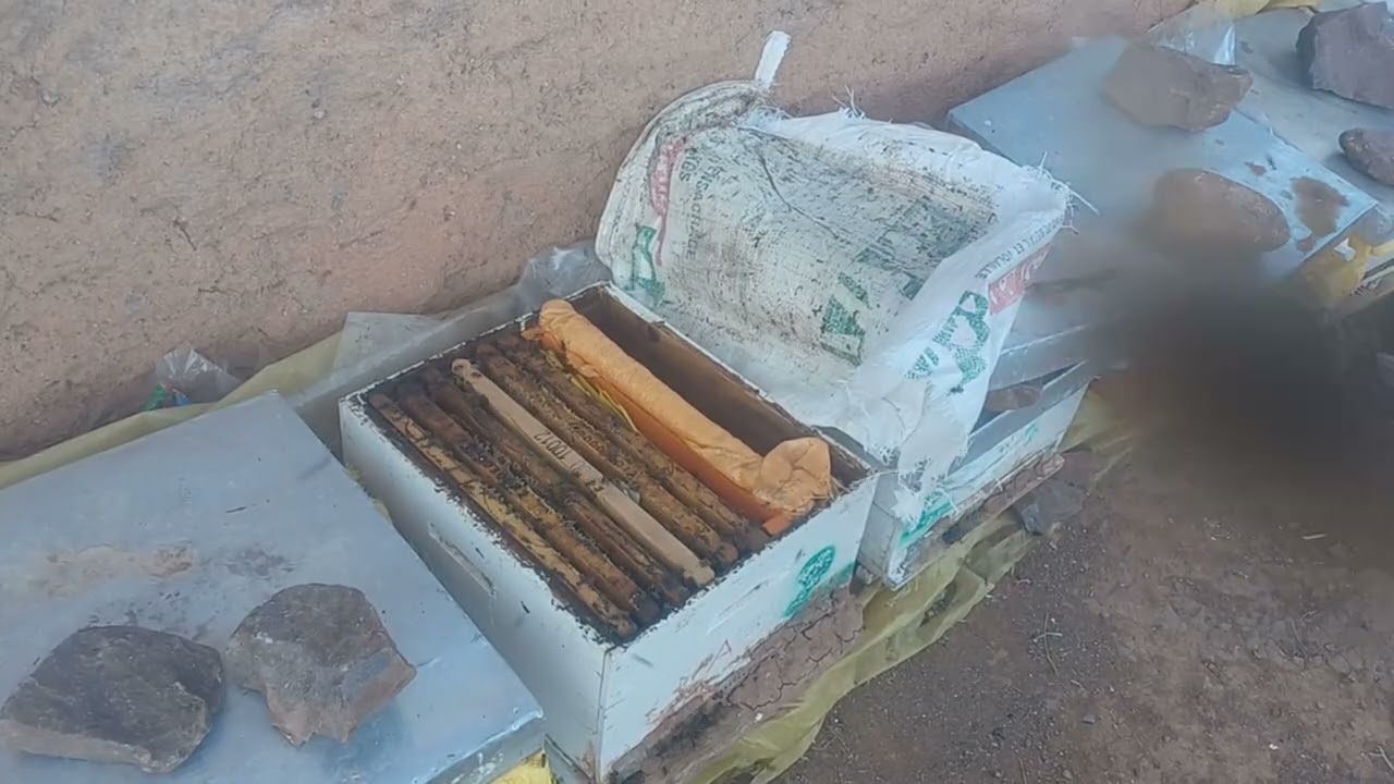 خليه النحل ما شاء الله كاتبني اللهم بارك