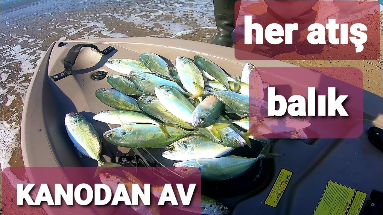 kanodan çok kolay istavrit ve tral avı (Kayak fishing for Trachurus mediterraneus and Caranx crysos)