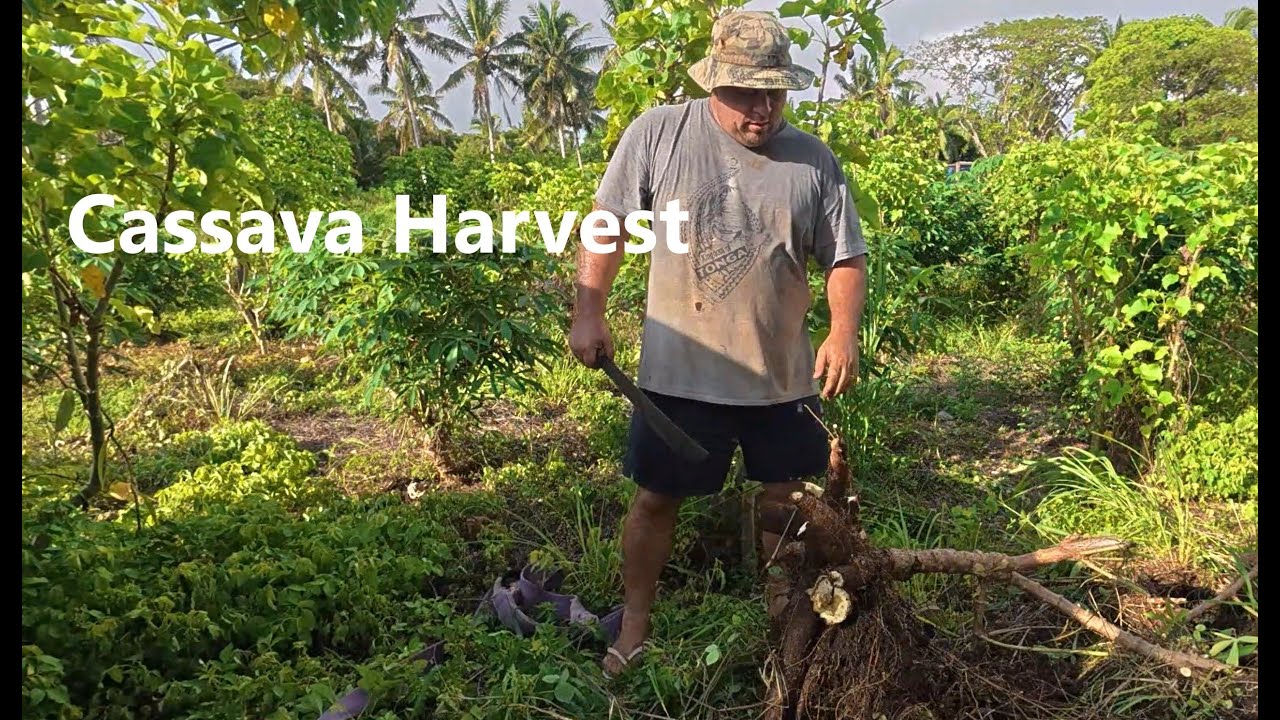 How to Harvest Cassava Fast: Using a Truck/Car for Efficient Pig Feed