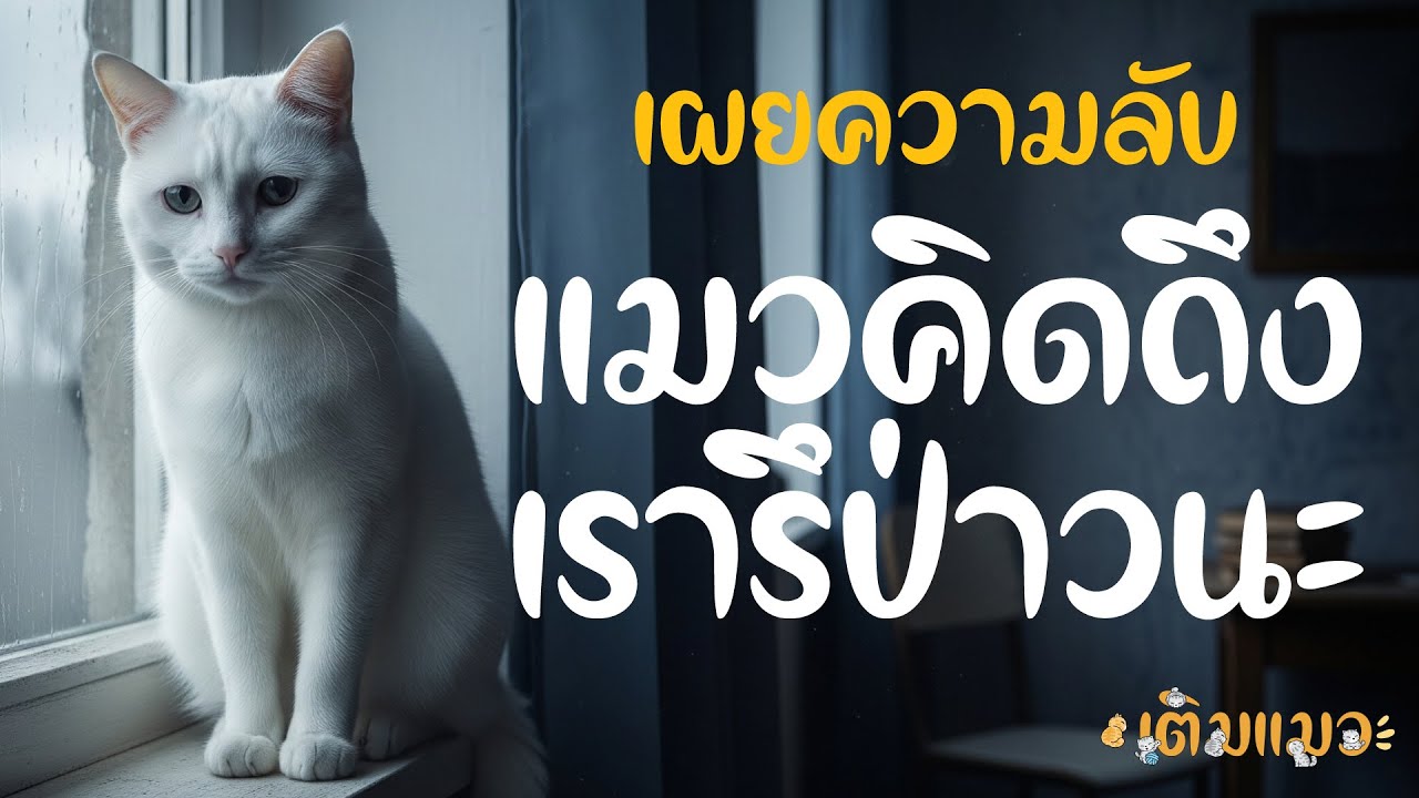 เผยความลับ: จริงๆ แล้ว...แมวก็คิดถึงเรานะ! | เติมแมว 😻