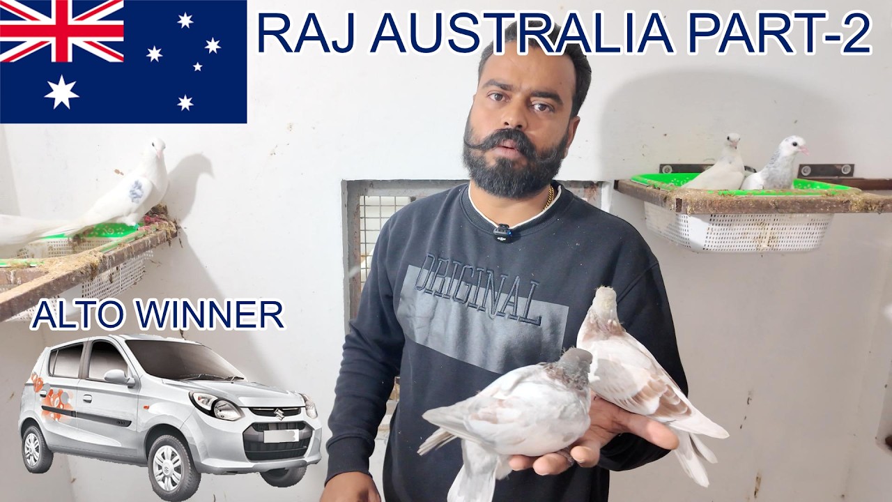 RAJ AUSTRALIA PIGEONS PART -2