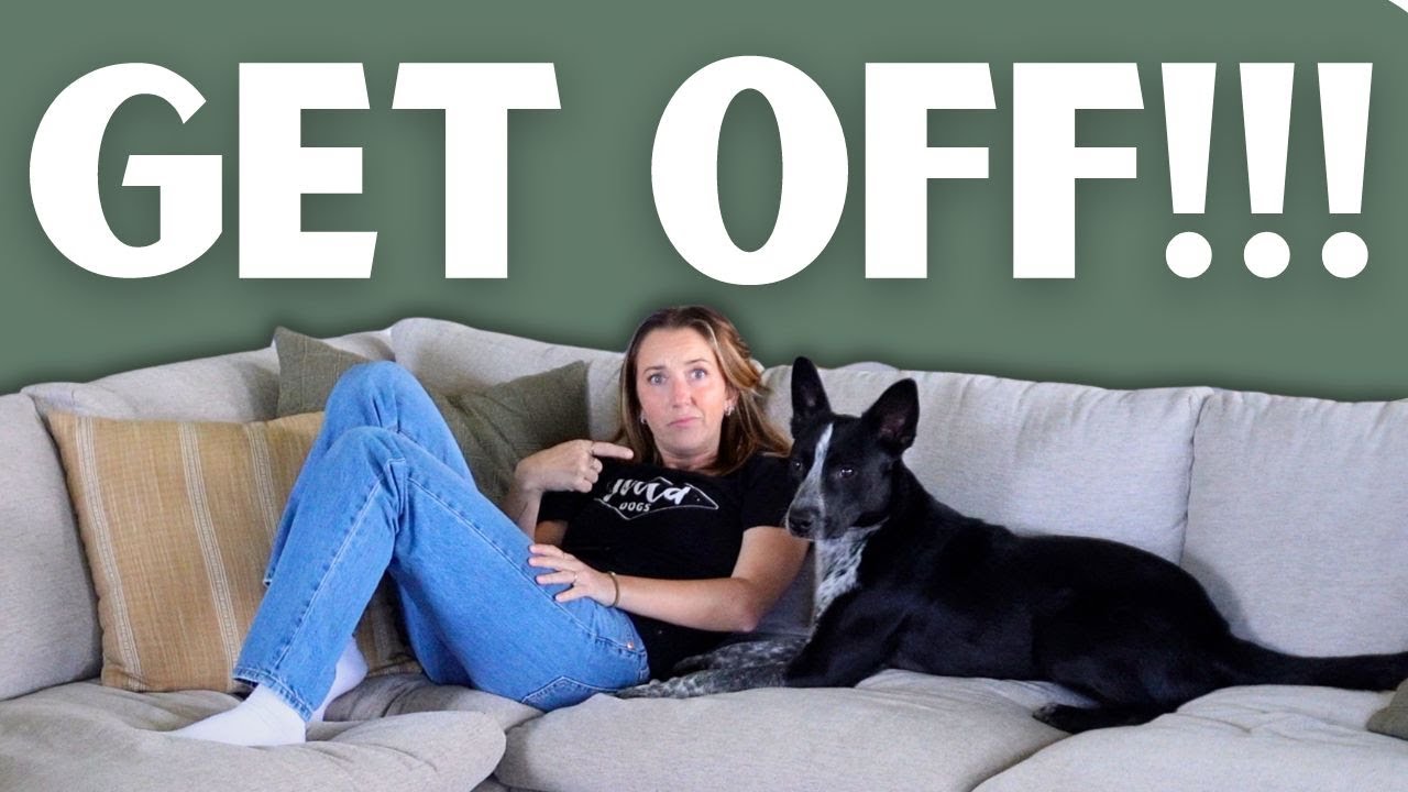 How to Train your Dog to STOP JUMPING on EVERYTHING!
