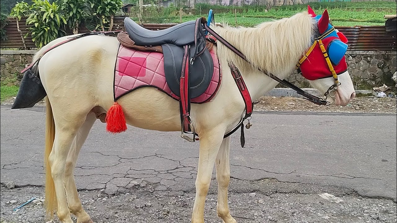 SHELLIN NAIK KUDA PUTIH DI PEGUNUNGAN BERSAMA PAPA || Shellin Riding a white horse in the mountains