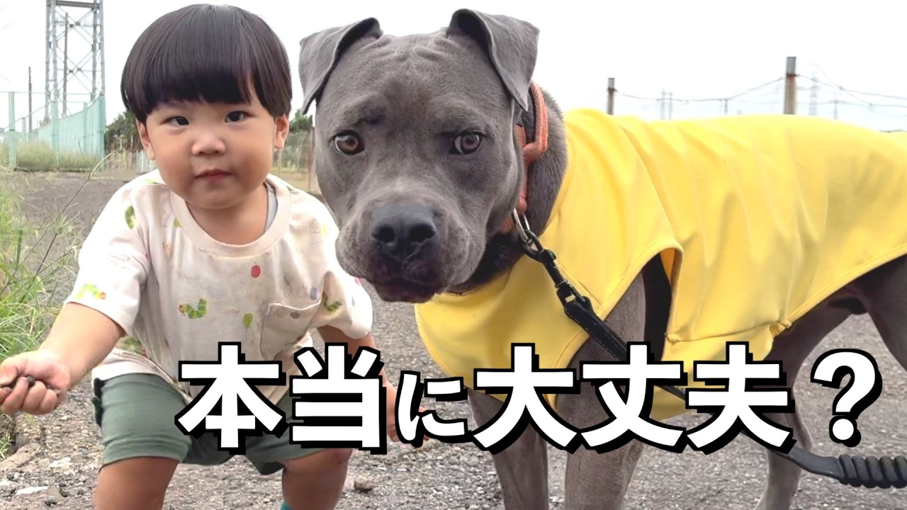 【危険？】1歳児とピットブルを一緒に育てた結果