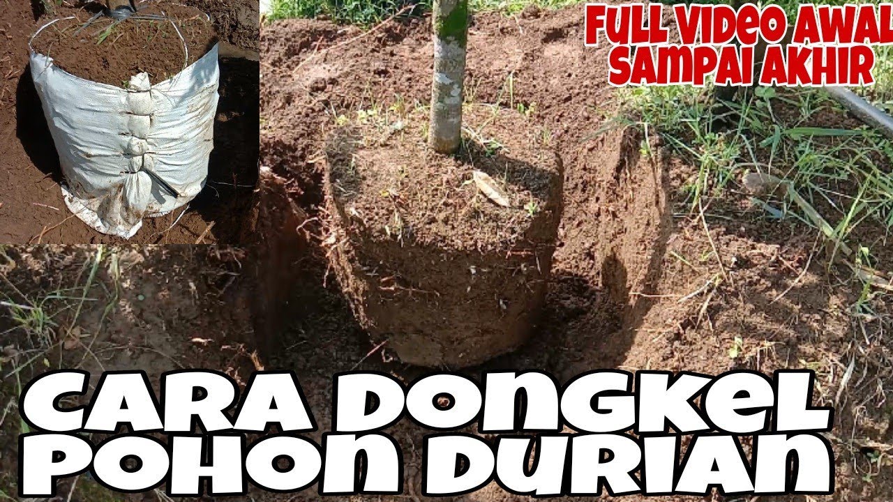 Cara aman Dongkel Pohon Durian