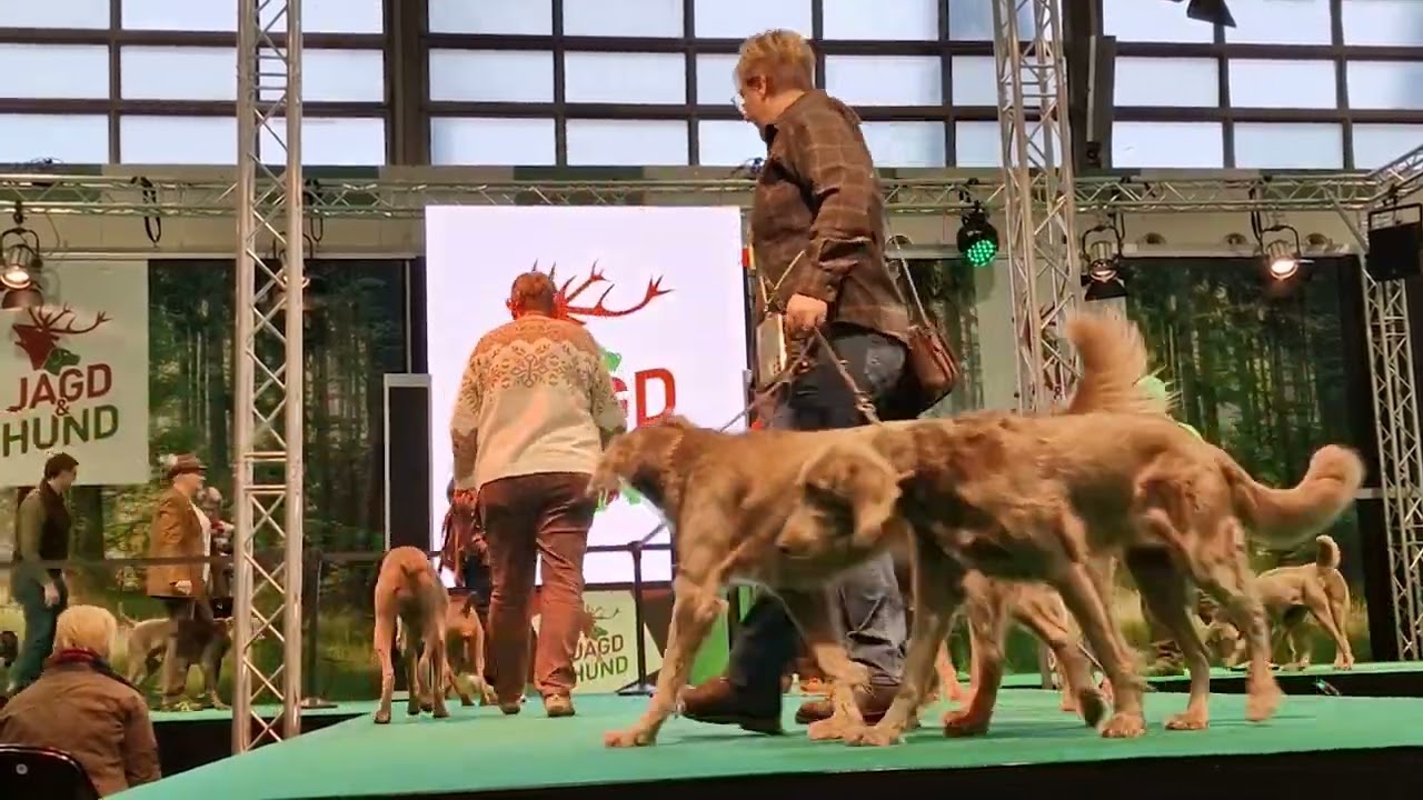 Weimaraner auf der Jagd und Hund 2023 Dortmund