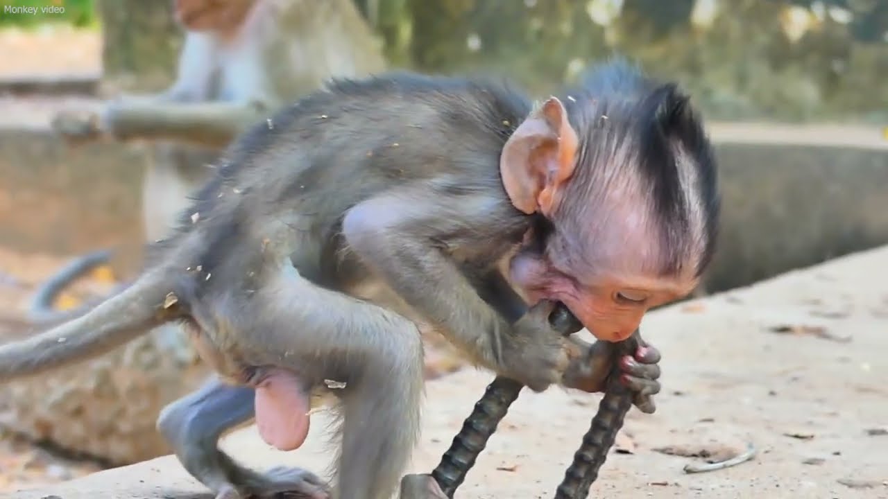 Adorable Baby Monkey Jester Finding Food with Mom Jinx