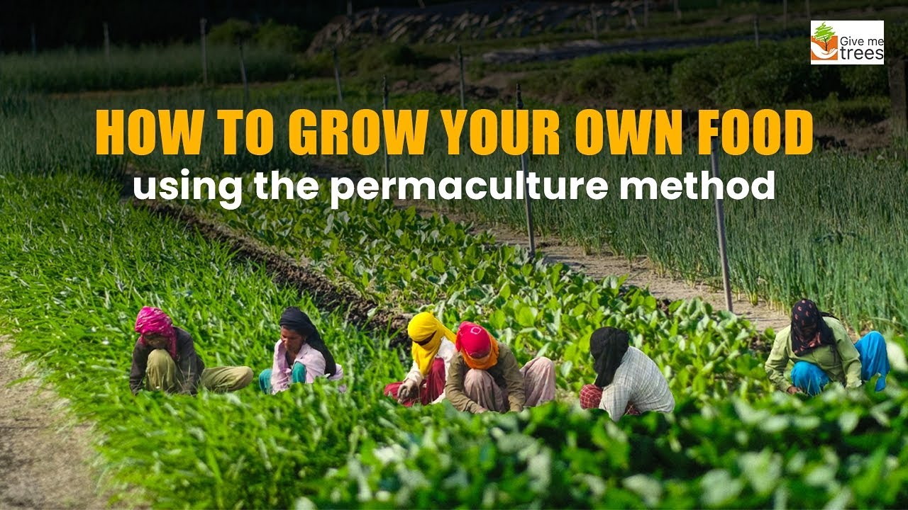 Create Your Own Vegetable Garden with the Permaculture Method