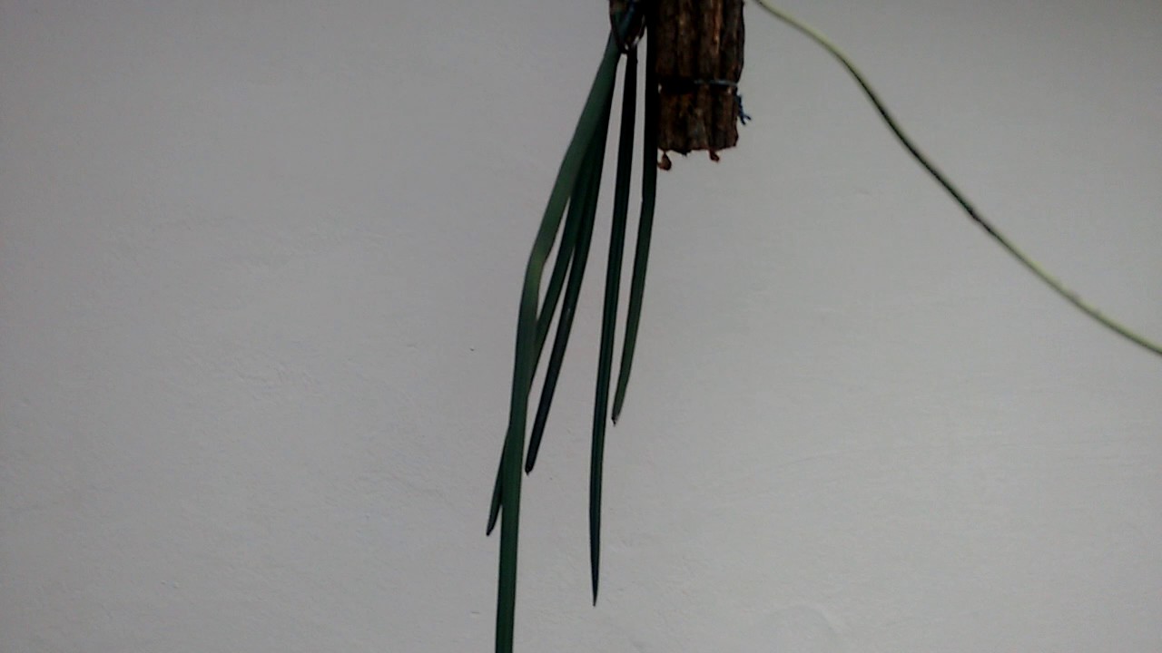 Coniella  ceboleta em flor