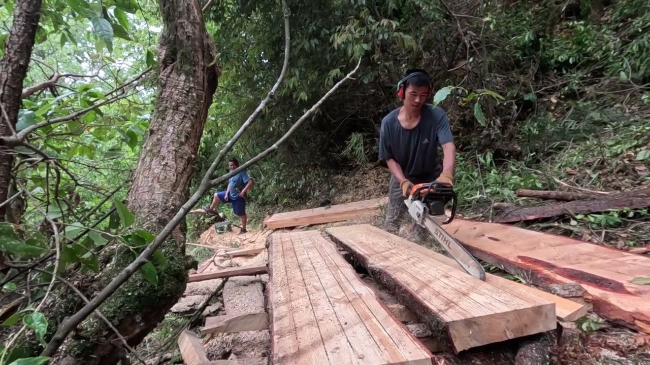 How Trees Are Cut in the Jungle – Behind the Scenes#wood #chainsawwork