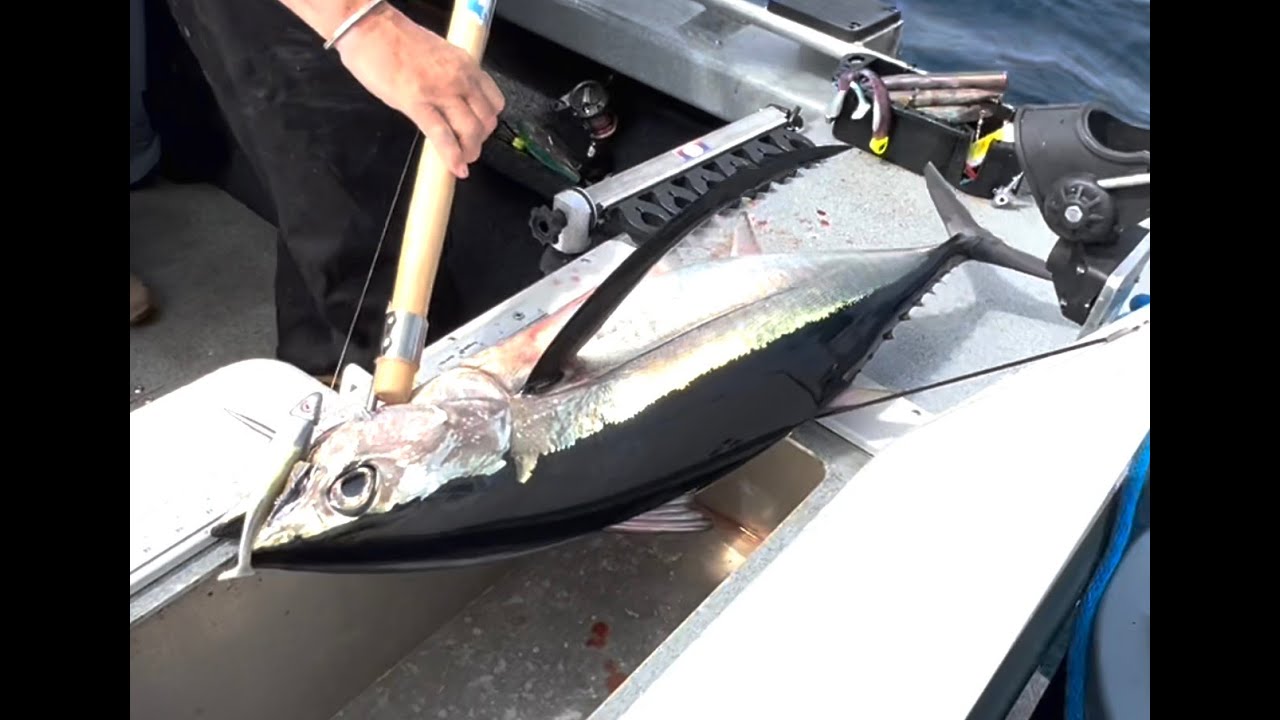 Oregon Albacore Tuna Fishing - Hammond Oregon