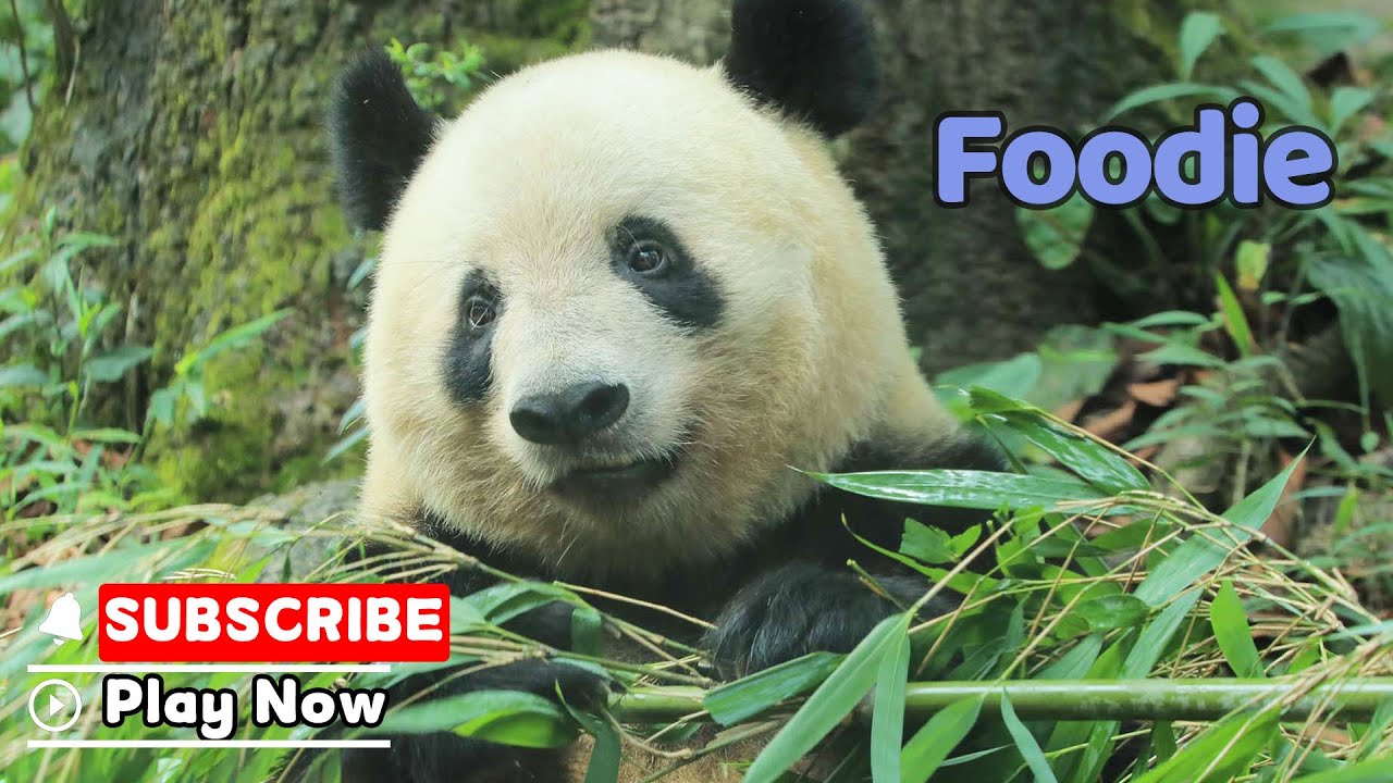 【Life Of Returnee Pandas】Episode 60 Xiang Xiang, A High Standard Foodie | iPanda