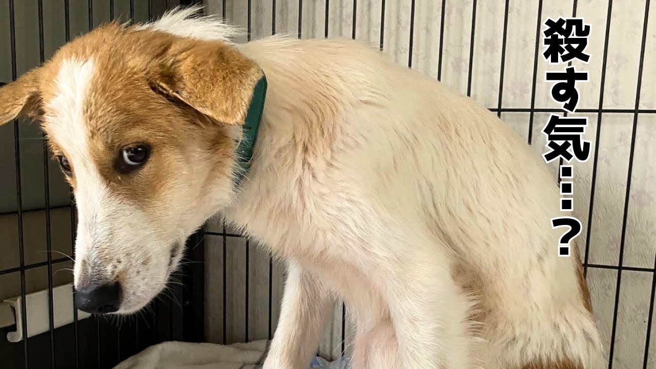 【心を開く元野犬】処分に怯えた保護犬と歩んだ１年