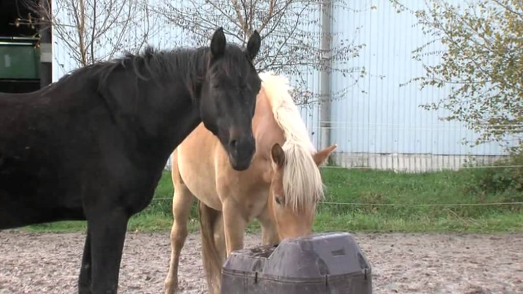 Der M&ouml;wenhof Gro&szlig;efehn mit Bewegungsstall