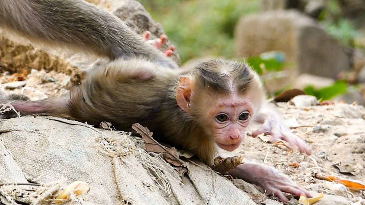 Nature in quiet time | Boris the baby insists mom to walk but Briana holds his tail