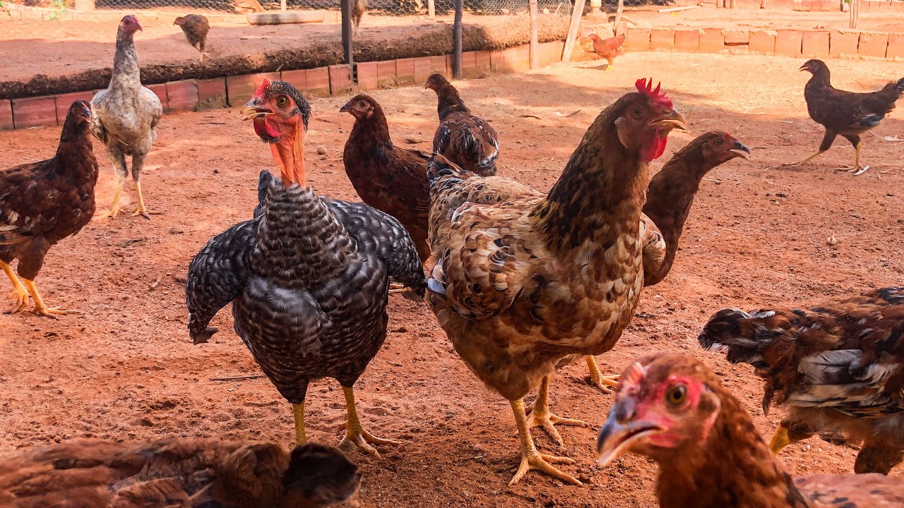 VLOG | Um dia COMIGO no S&Iacute;TIO cuidando das GALINHAS | AGROCRIACAO