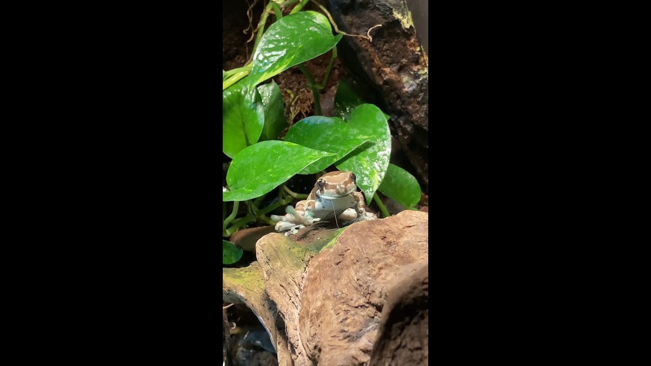 Frog Eating Cricket