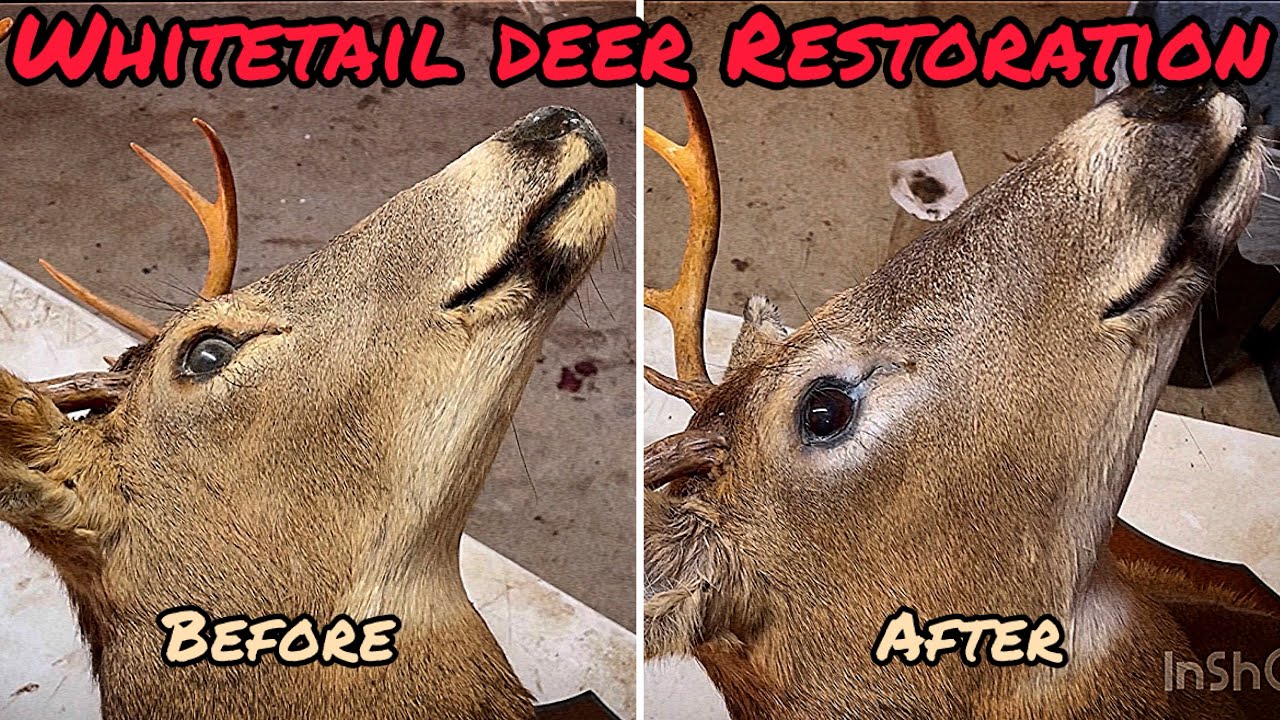 From Worn Out to WOW: Deer Mount Restoration