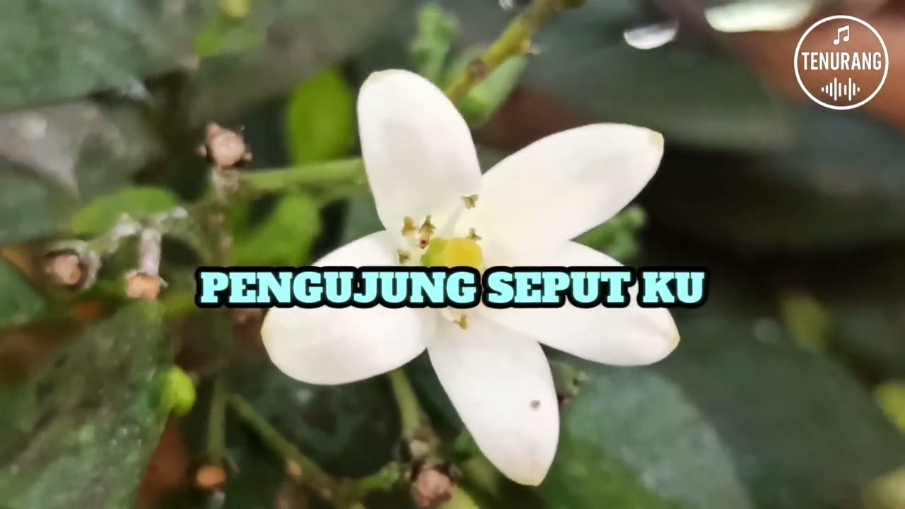 PENGERINDU MERUAN