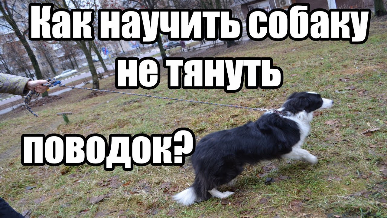Как научить собаку не тянуть поводок / Дрессировка собак