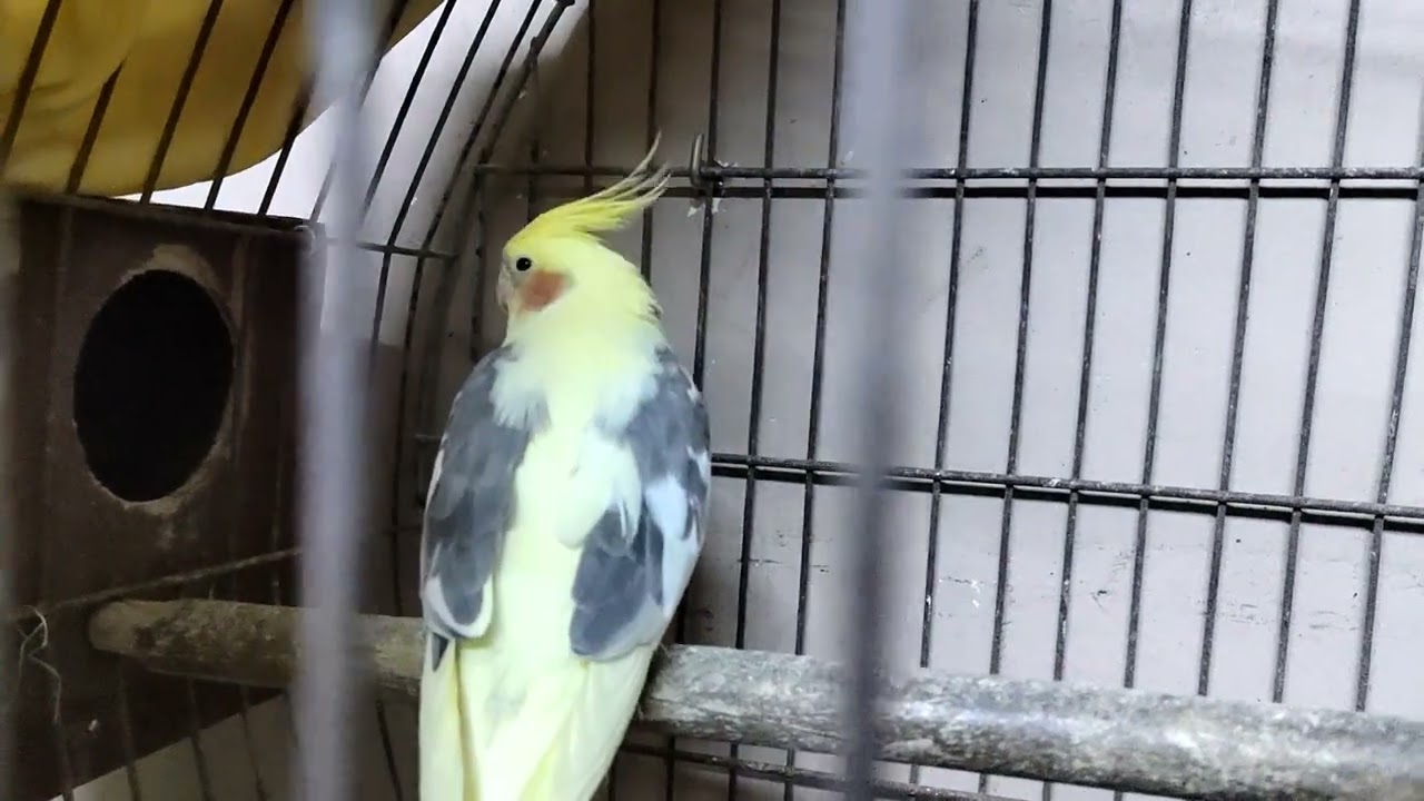 دكر الكوكتيل 🐦🦜 اتجوز اتنين والغيرة اشتغلت ❤️😂