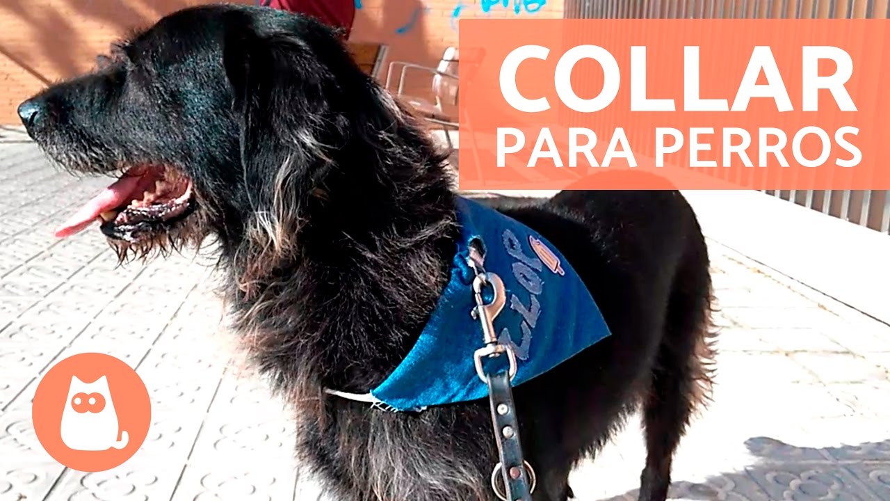 CÓMO HACER UN COLLAR PARA PERROS CASERO PASO A PASO - Collares personalizables