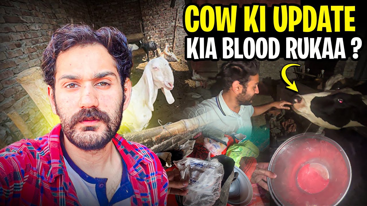 cow ki update | kia blood ruka | cows ko gur deya | daily dairy farm routine |