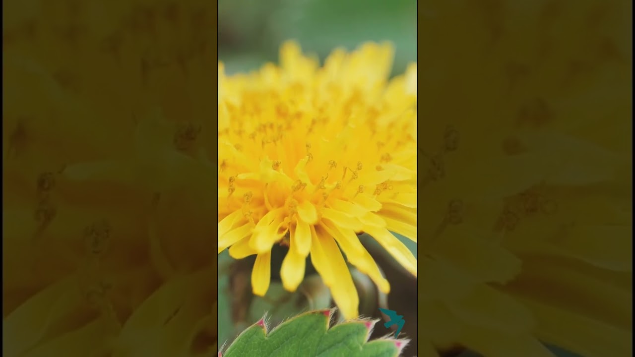 Rob Williams, Originador de PSYCH-K® , habla sobre la importancia de ser parte de la solución