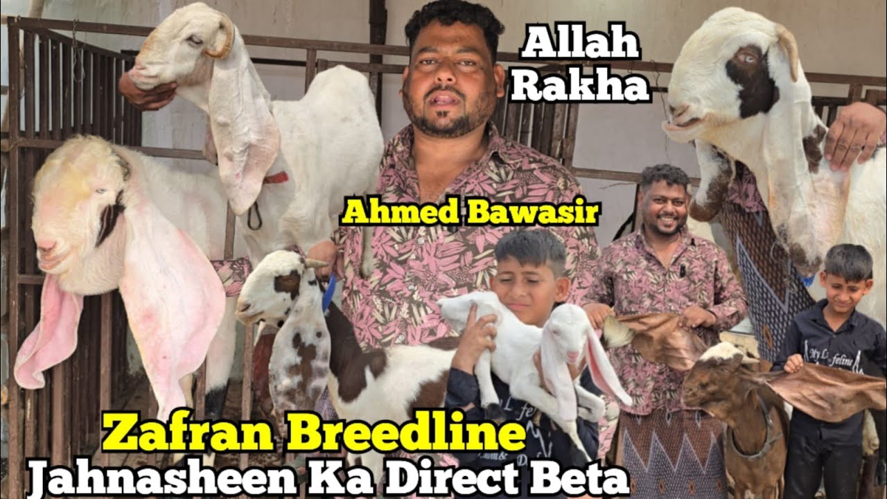 Top Breedline Hyderabadi Jahnasheen AllahRakha Zafran Breedline Goats | Ahmed Bawasir| Barkas | HYD