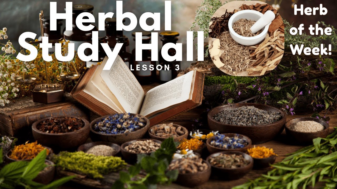 Intro to Herbal Energetics & Astragalus Herb of the Week #HerbalStudyHall Lesson 3