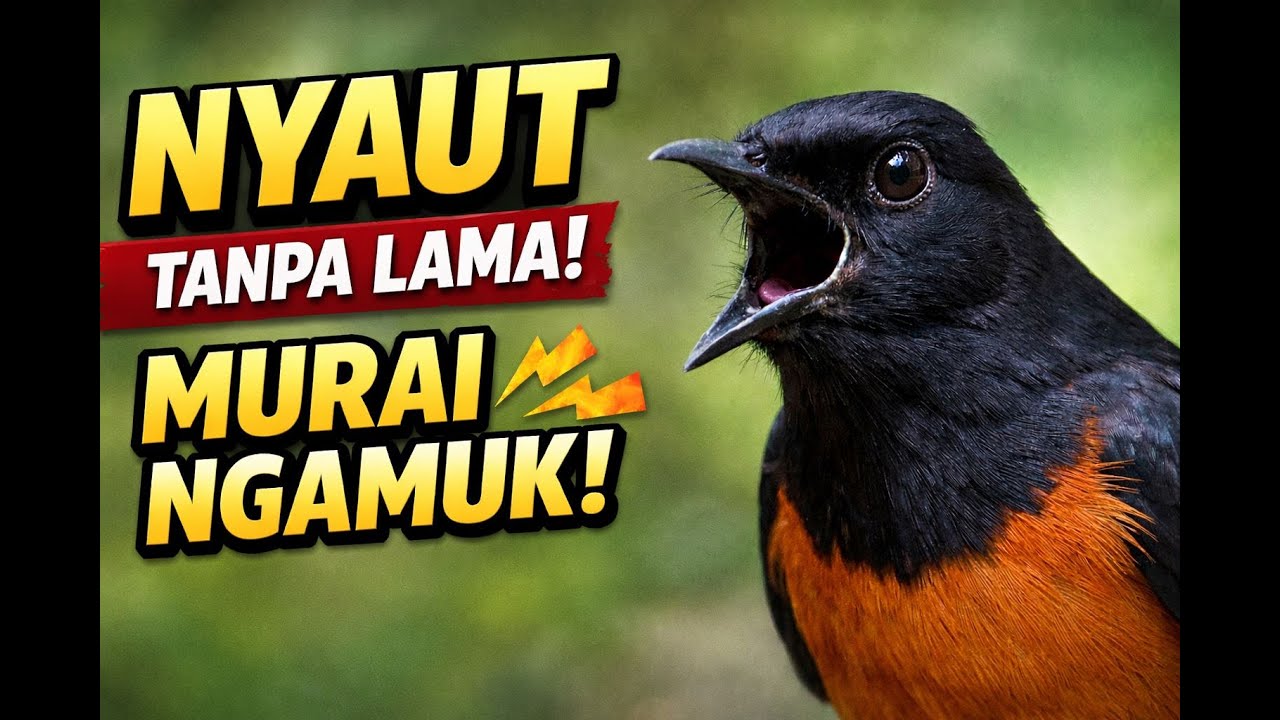 NYAUT TANPA LAMA‼️ Murai Batu Ngamuk Mendengar Ini