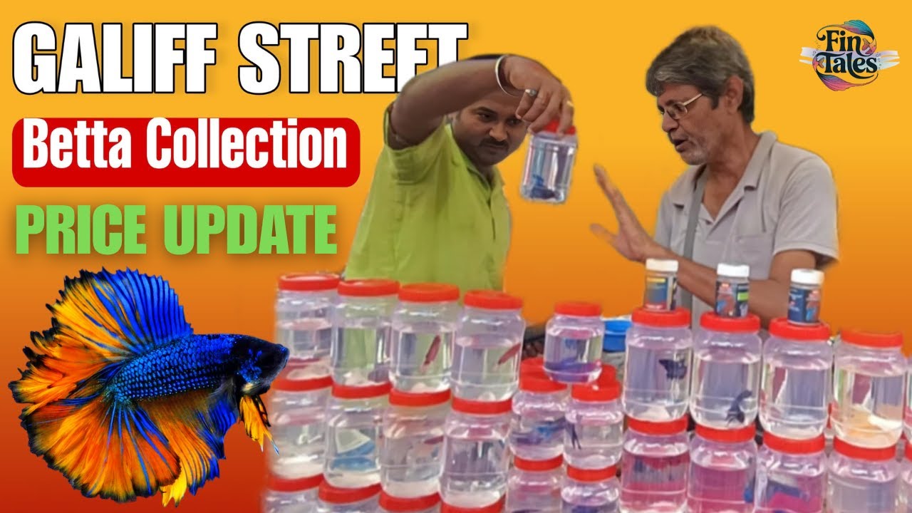 Best Quality Betta Fish 🐟at Galiff Street Fish Market Kolkata | Latest Price Update | Thailand Betta