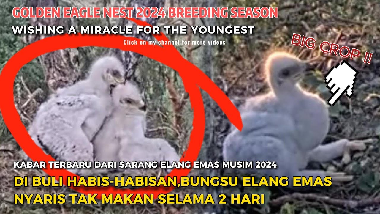 BERHARAP KEAJAIBAN UNTUK SI ELANG BUNGSU