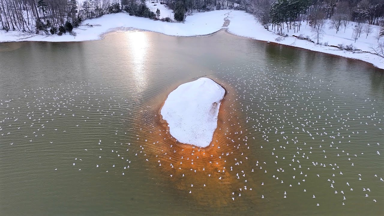 Snow Day at Gull Island on Fort Loudon Lake