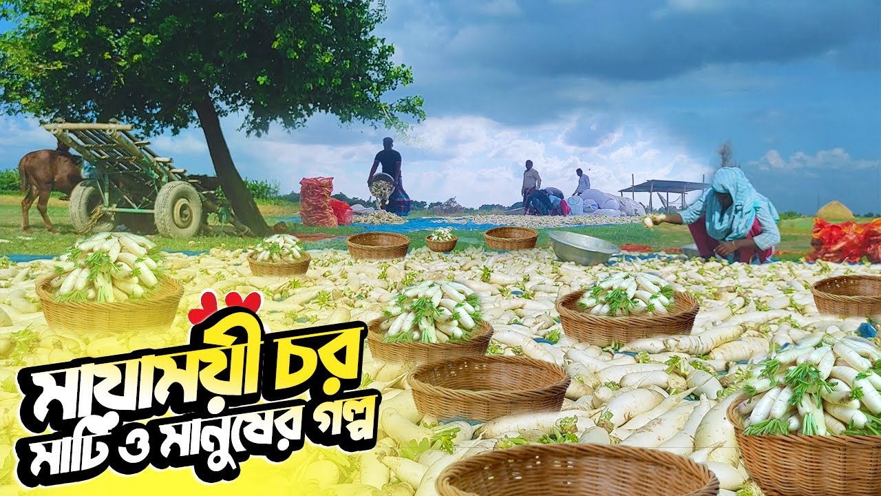 মায়াময়ী চর ধোলাইয়ের মাটি ও মানুষের গল্প ও জীবন ছবি || Village Life of BD || Rural Life | Documentary