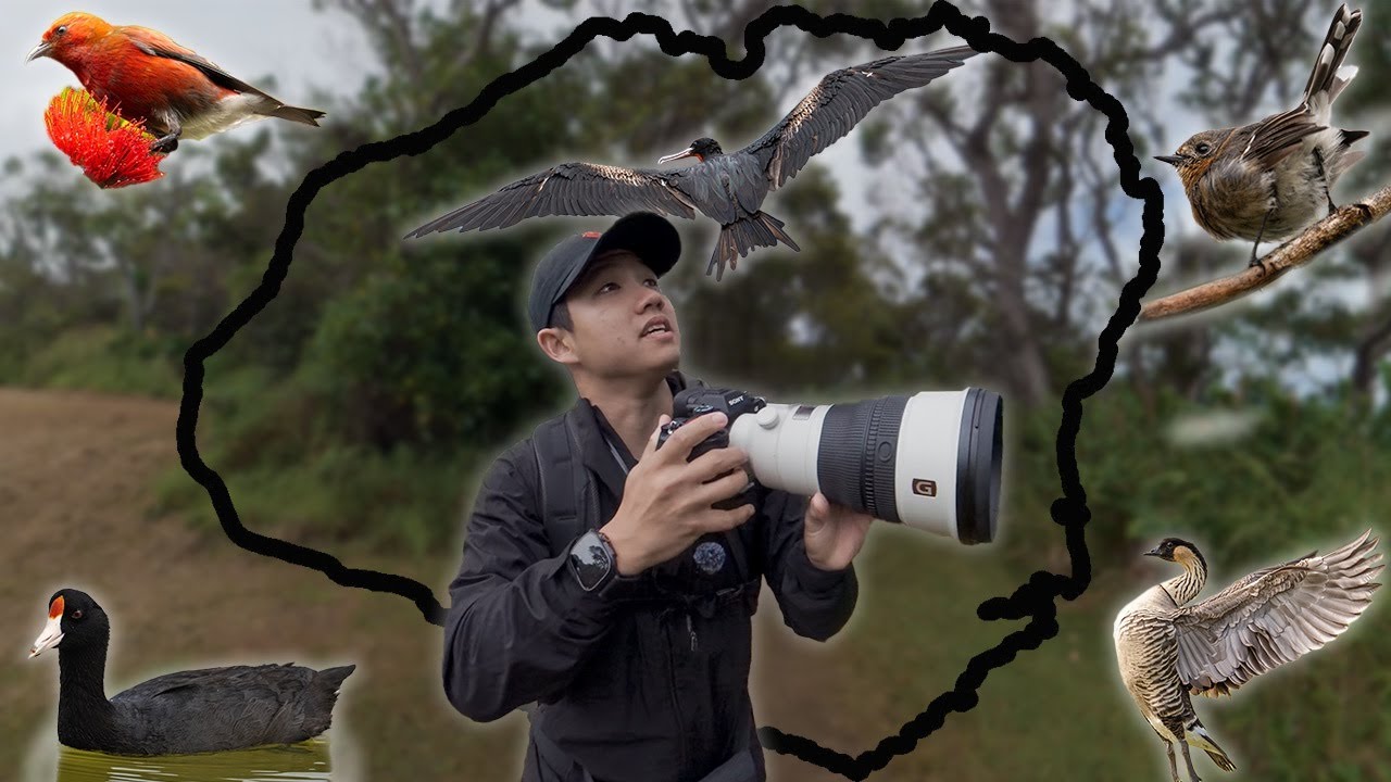 ONE DAY of Bird Photography on Kaua'i