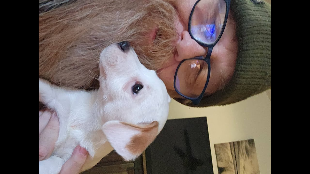 Babyboy And Branch #shorts #share #dogs #dogshorts #inspiration #puppy #youtubeshorts #fyp #reels