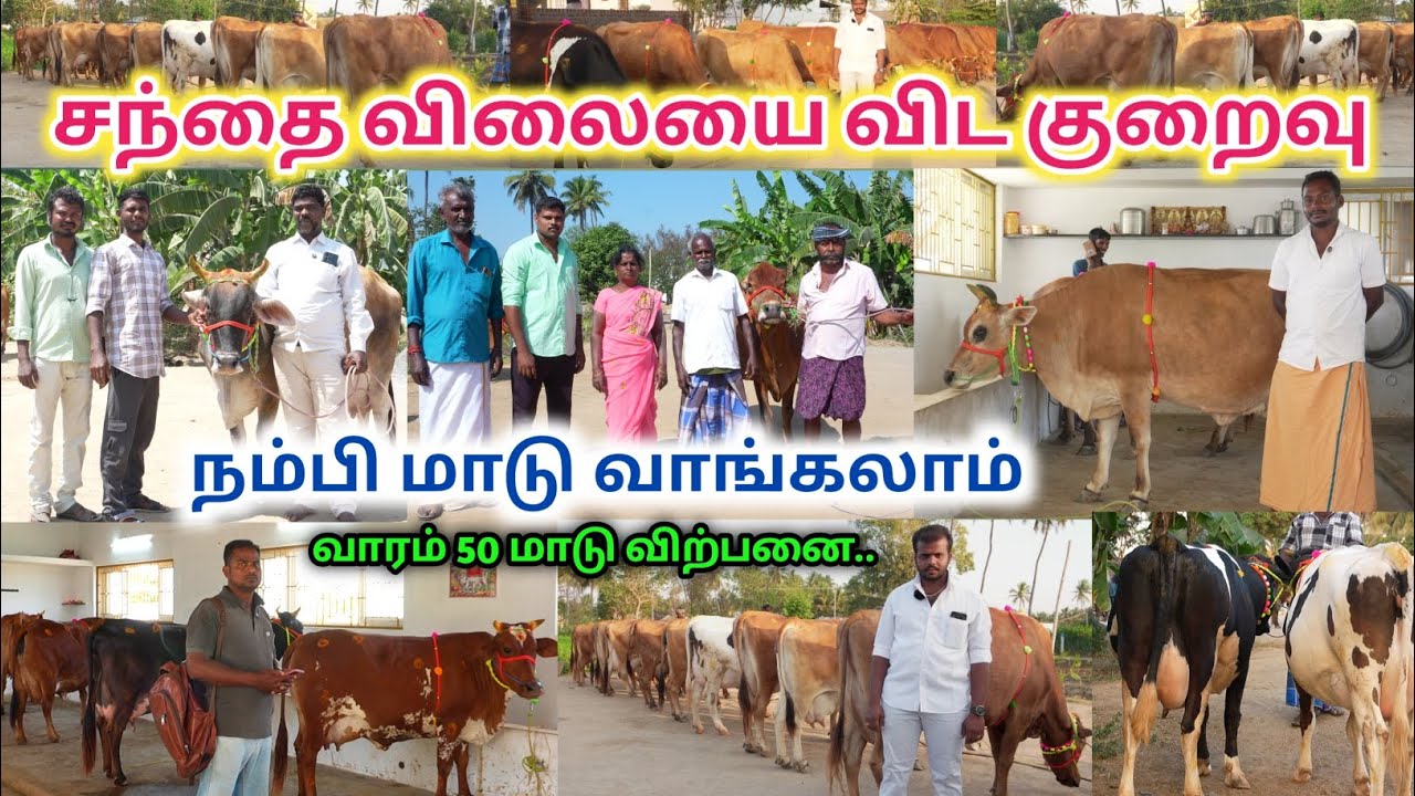 தமிழ்நாட்டில் யாரும் தர முடியாத குறைந்த விலையில் HF&ஜெர்சிமாடு விற்பனைக்கு | வாழப்பாடி அருள்