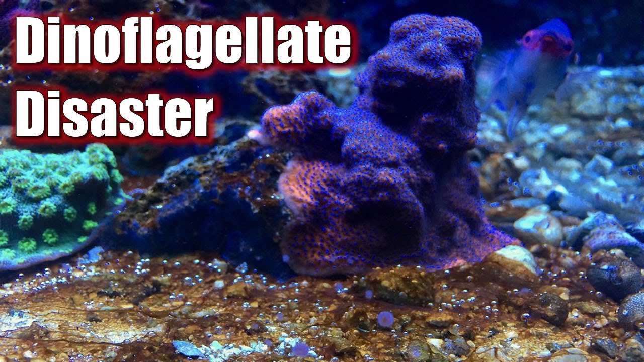 Red Sea Reefer 350 Update | Dinoflagellate Nightmare | Dino X Dosed