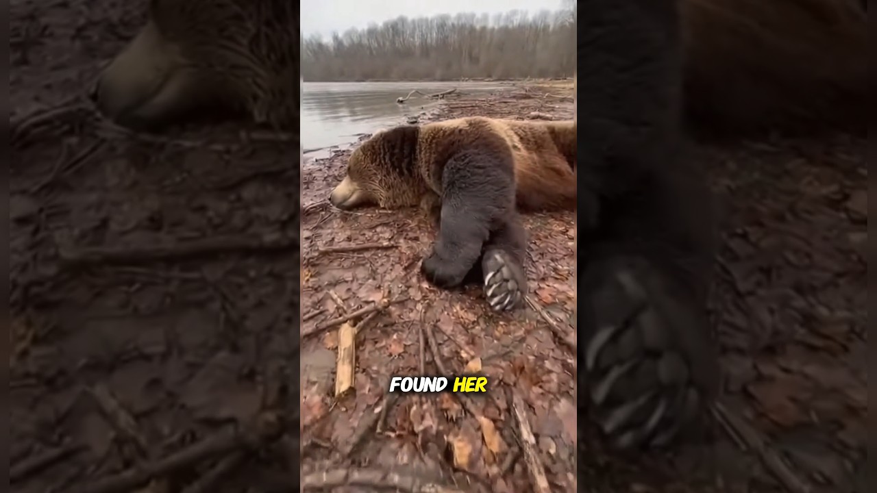 I saved the Baby Bear from the flood but the mother was ripped away #animals #bear