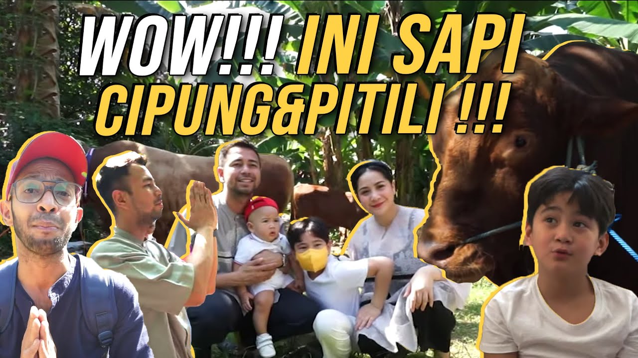 PERDANA AJAK CIPUNG LIAT SAPI SEBELUM DIKURBAN!!! TETEP GEMEEEES REAKSINYA...