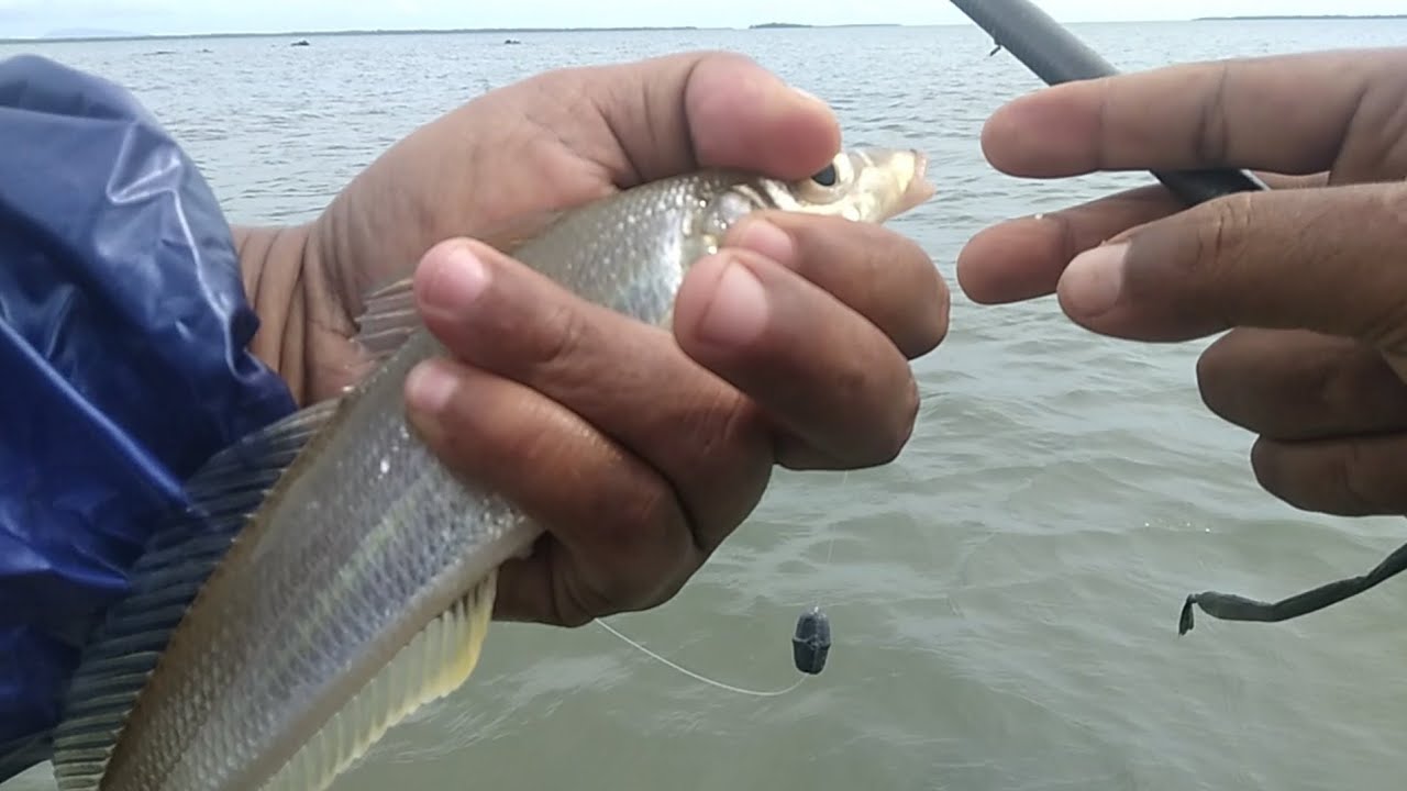 Wow Mancing ngoyok/ngarong ikan bebulus🐟🐋 sebentar di sepot ini rasanya nagih