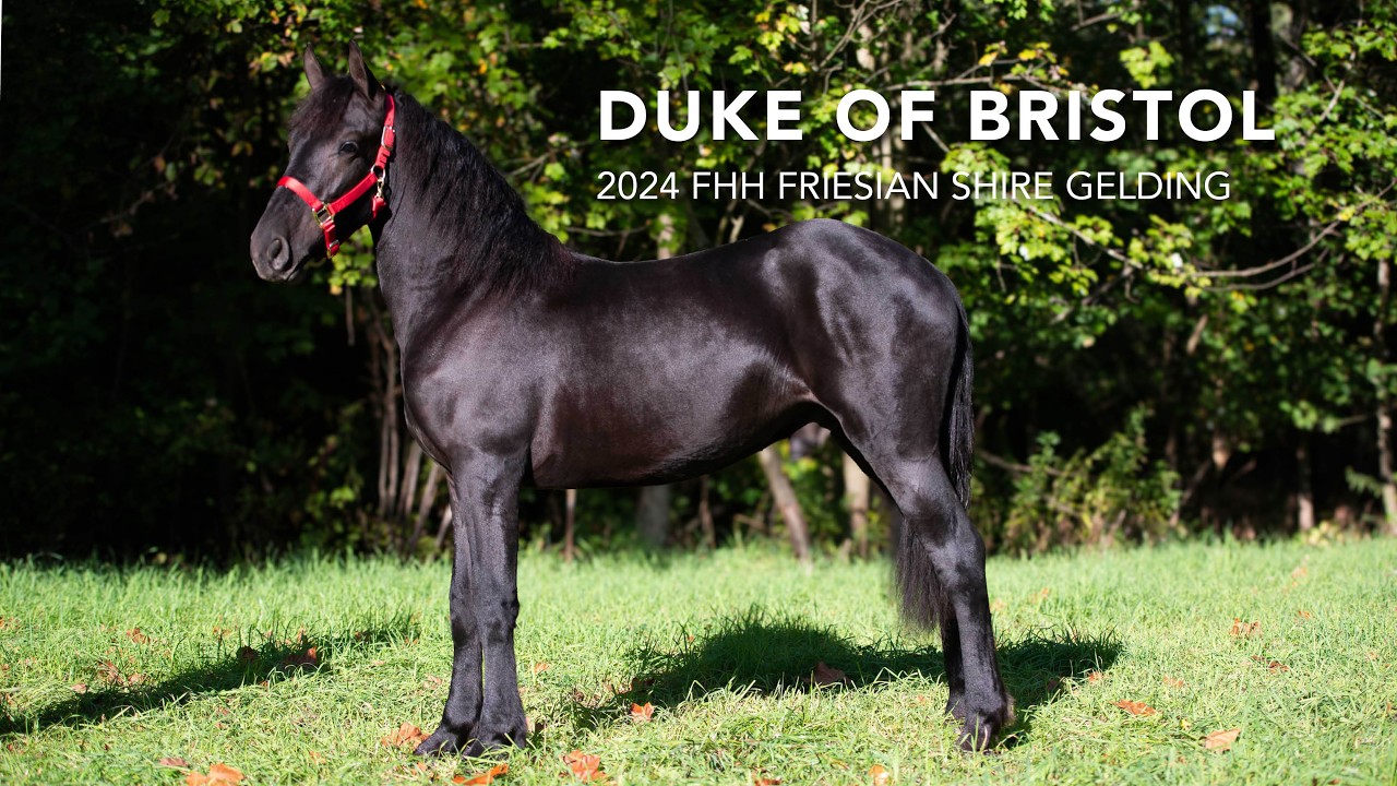 Duke of Bristol, 2024 Friesian Shire Gelding | Selling at the Northern Indiana Riding Horse Sale