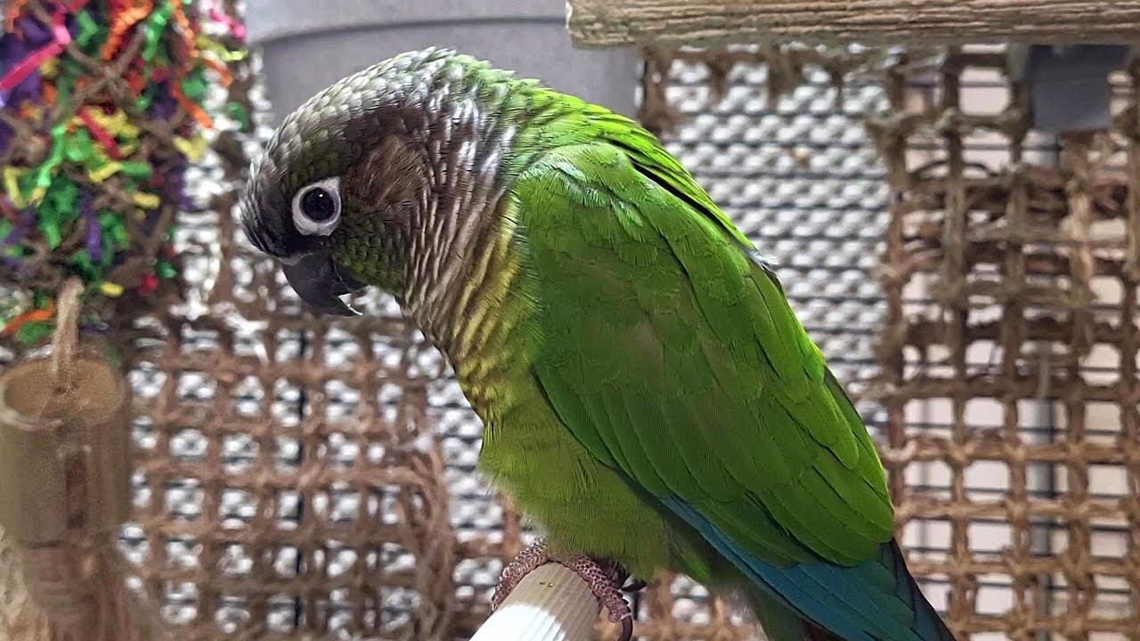 conure parakeet sounds for lonely birds to make them happy