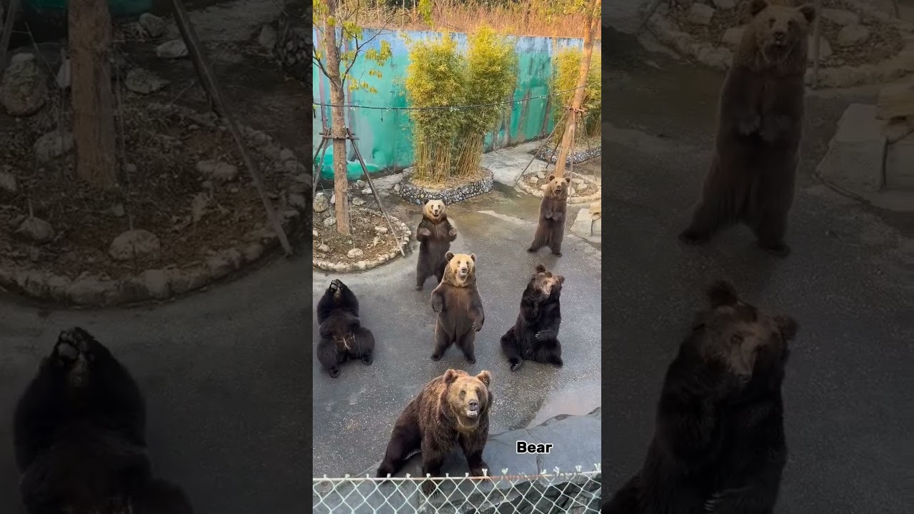funny bear action when asking for food. 