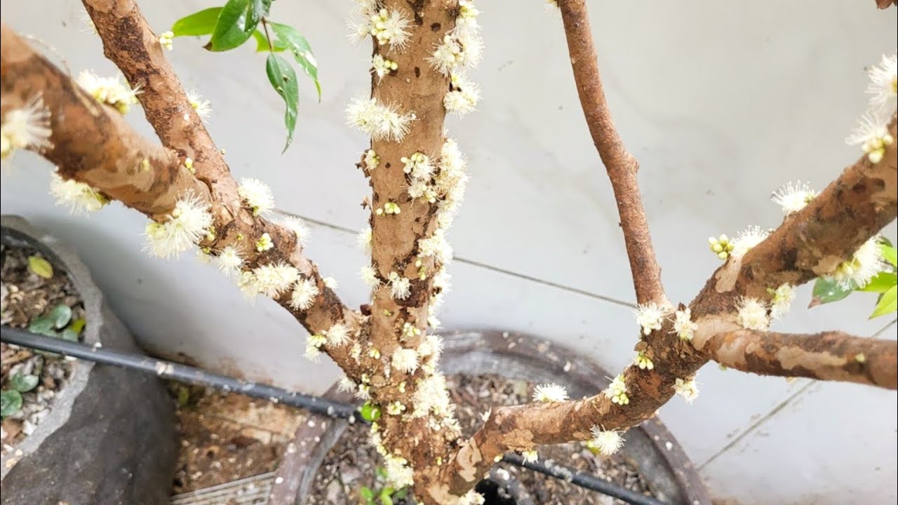 Jabuticabeira Parou de Produzir: Nem Sempre é um Mau Sinal