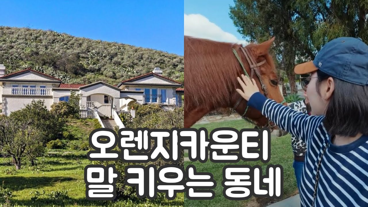 🩵오렌지카운티 에 말과 함께 사는 특별한 동네, 집집마다 순한 말들이 있어요