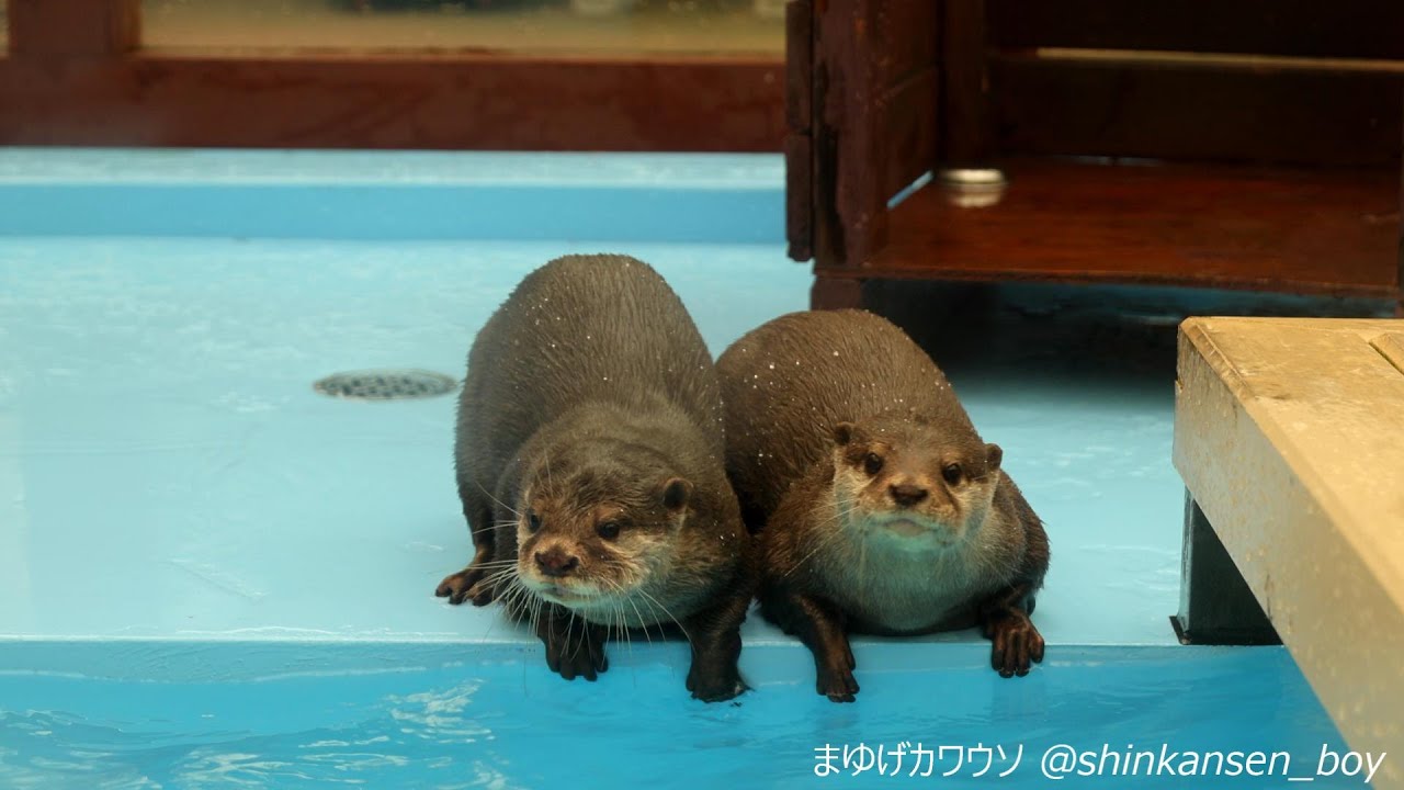 伊勢シーパラダイス コツメカワウソの婿殿とレナちゃん 2020/10/4 (Asian small-clawed otter at ISE SEA PARADISE in MIE)