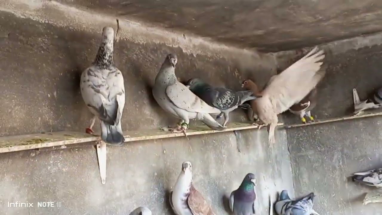 حمام القويه