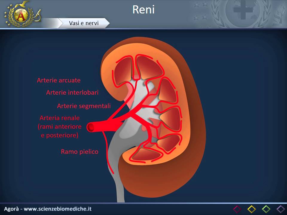 Rene - Architettura